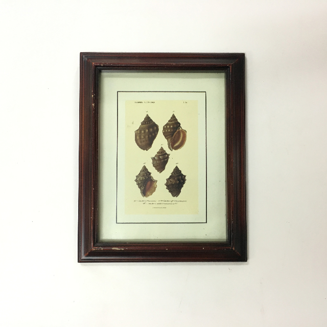 ARTWORK, Print (Small) - Botanical - Shells 